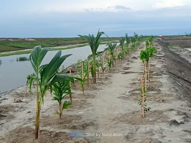 Coconut and palm saplings planted along the embankment
